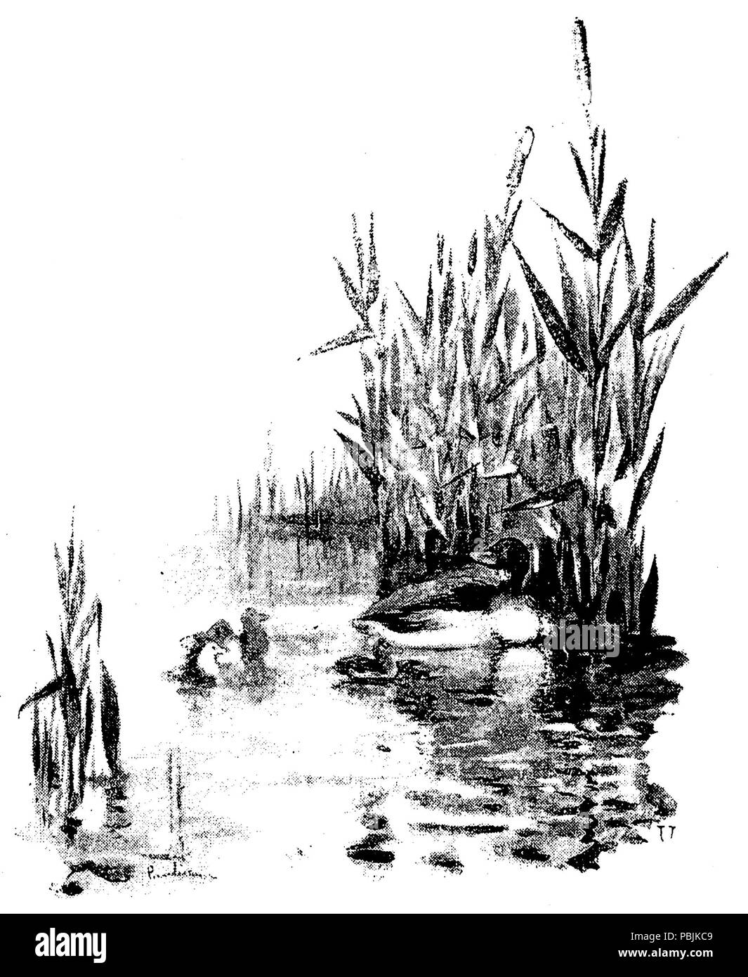 1841 Weryho Las p047 Stockfoto