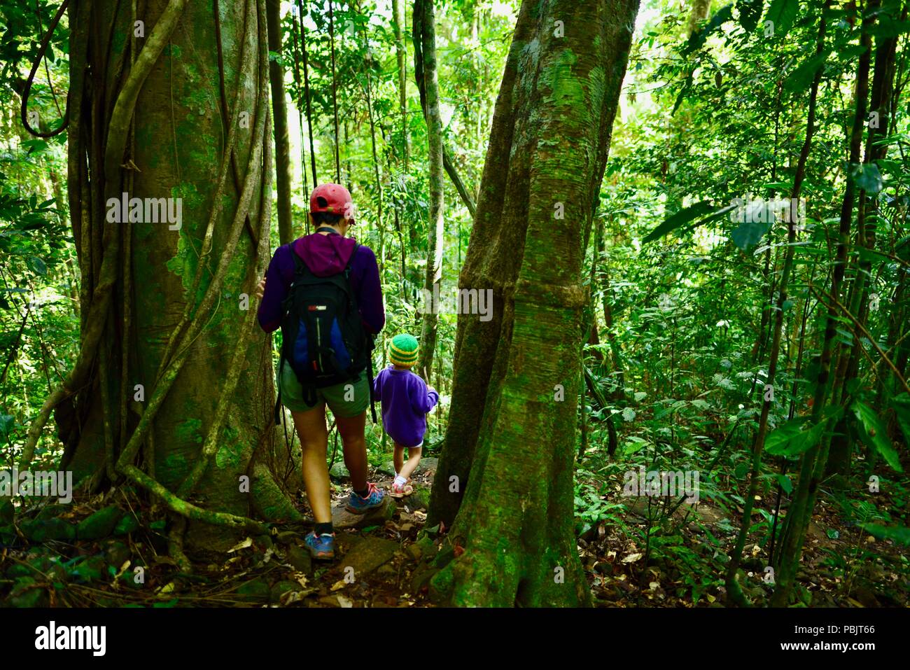 Ein Kind zu Fuß durch den Regenwald auf dem Weg zum North Johnstone Lookout, Wooroonooran National Park, Atherton Tablelands, QLD, Australien Stockfoto