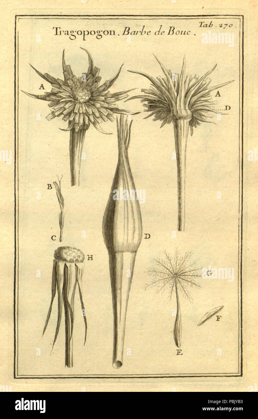 1770 Tragopogon-Tournefort -270-1700 Stockfoto