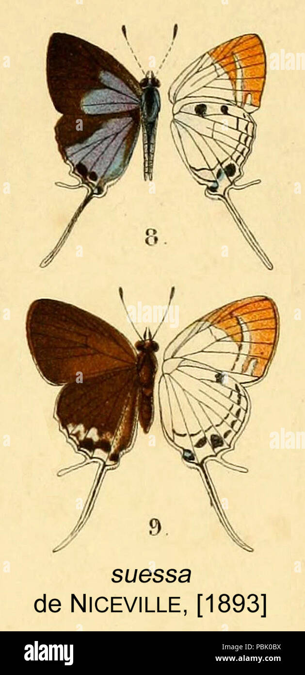 1582 SuessaDeNiceville 1893 Stockfoto