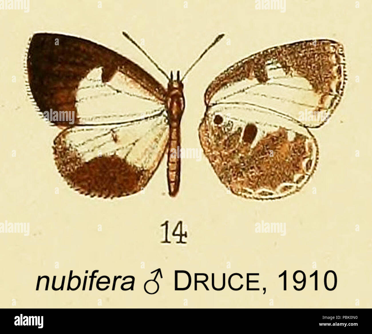 1121 NubiferDruce 1910 OD Stockfoto