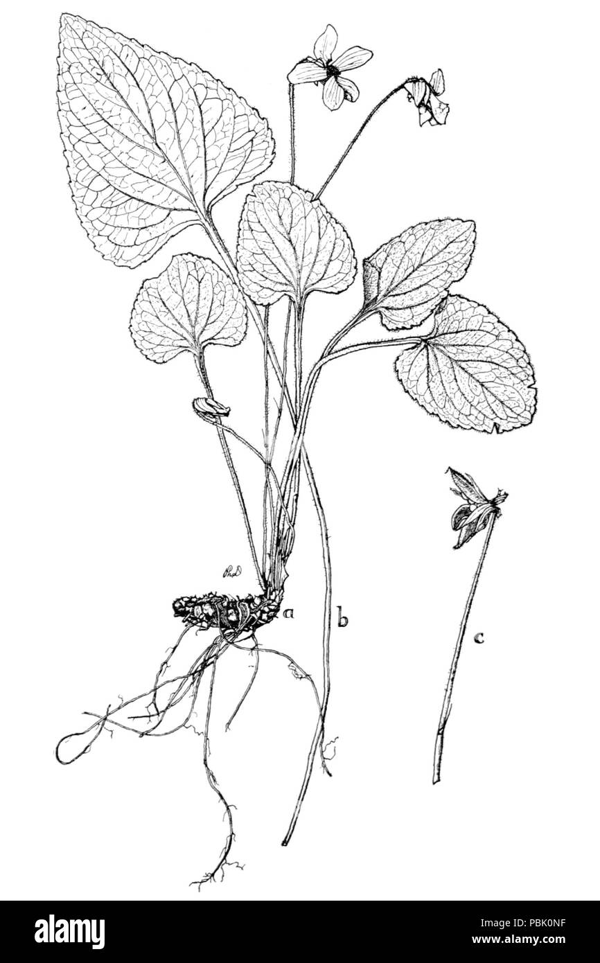 1821 Viola affinis × sagittata var. ovata VSI-12 Stockfoto