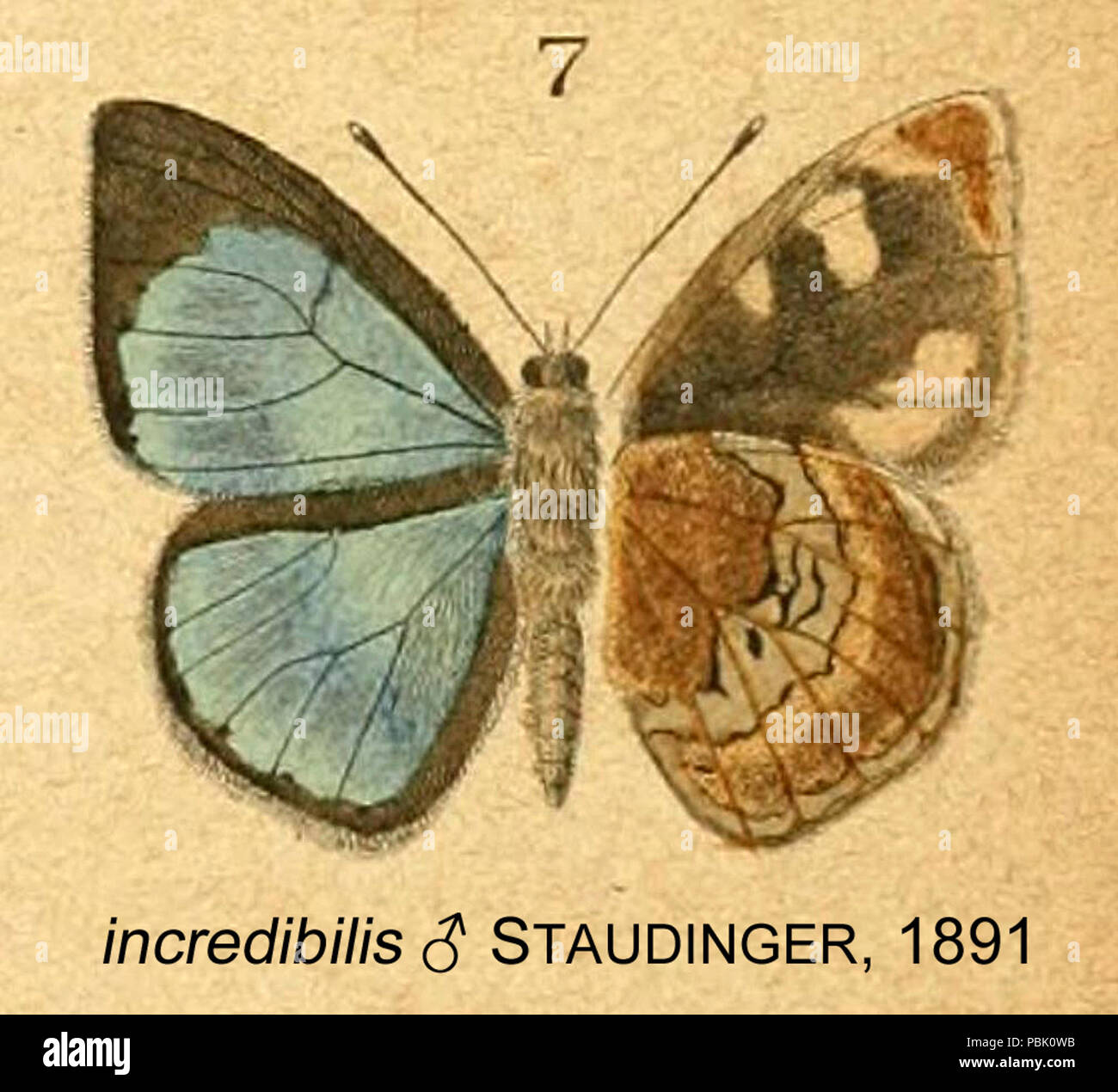 800 IncredibilisStaudinger 1891 OD Stockfoto