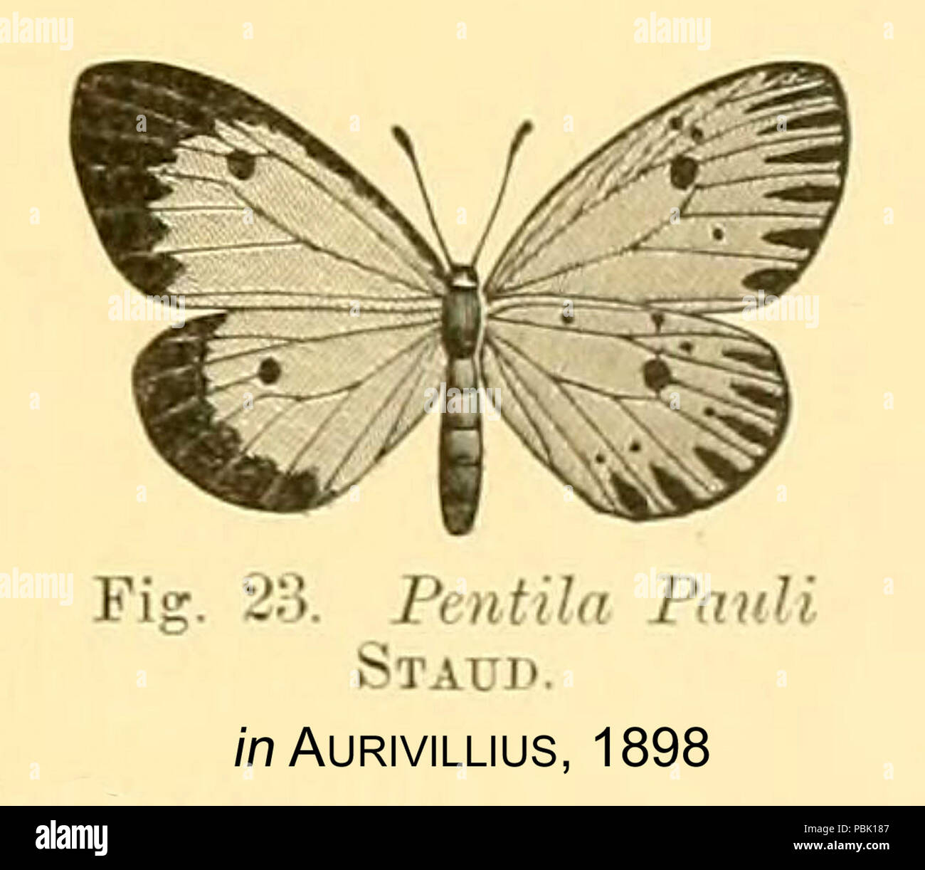 1174 Pauli inAurivillius 1898 Stockfoto