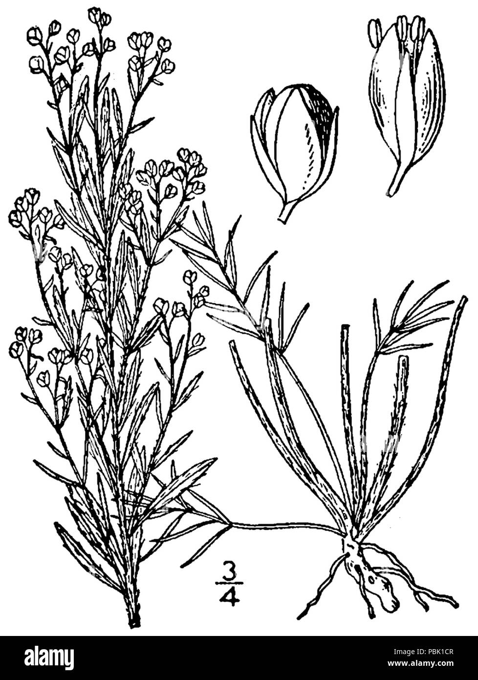 894 Lechea stricta BB 1946-1974 Stockfoto