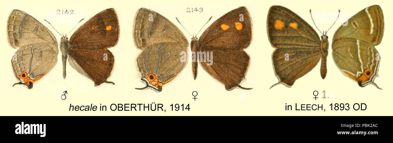 749 Hecale inOberthurLeech Stockfoto