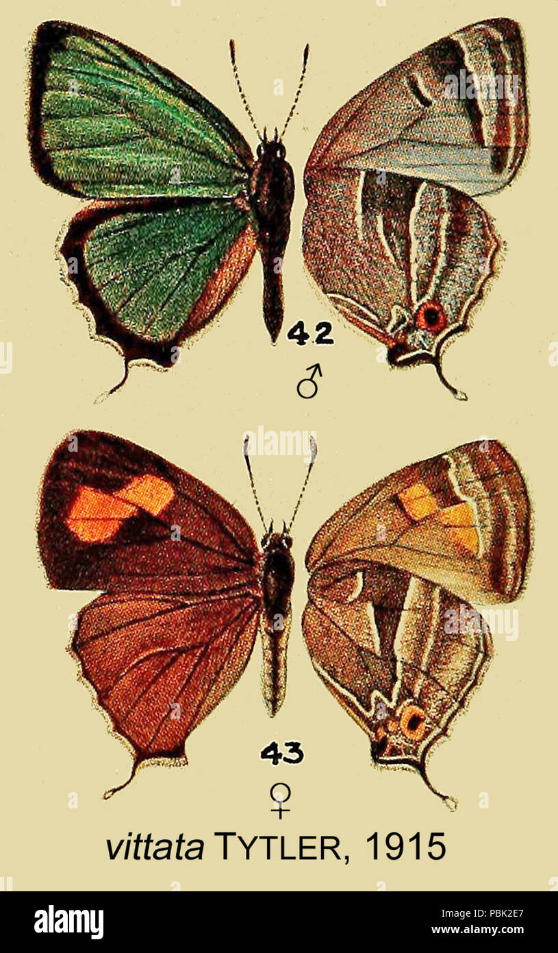 1715 Thekla vittata Tytler 1915 OD Stockfoto
