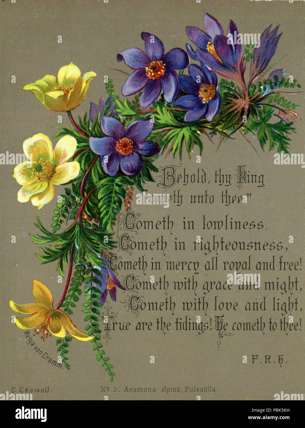 751 Helga von Cramm, C. Caswell, chromolithograph, Nr. 3, Anemona Pulsatilla Alpina, mit F.R.H. Vers Stockfoto