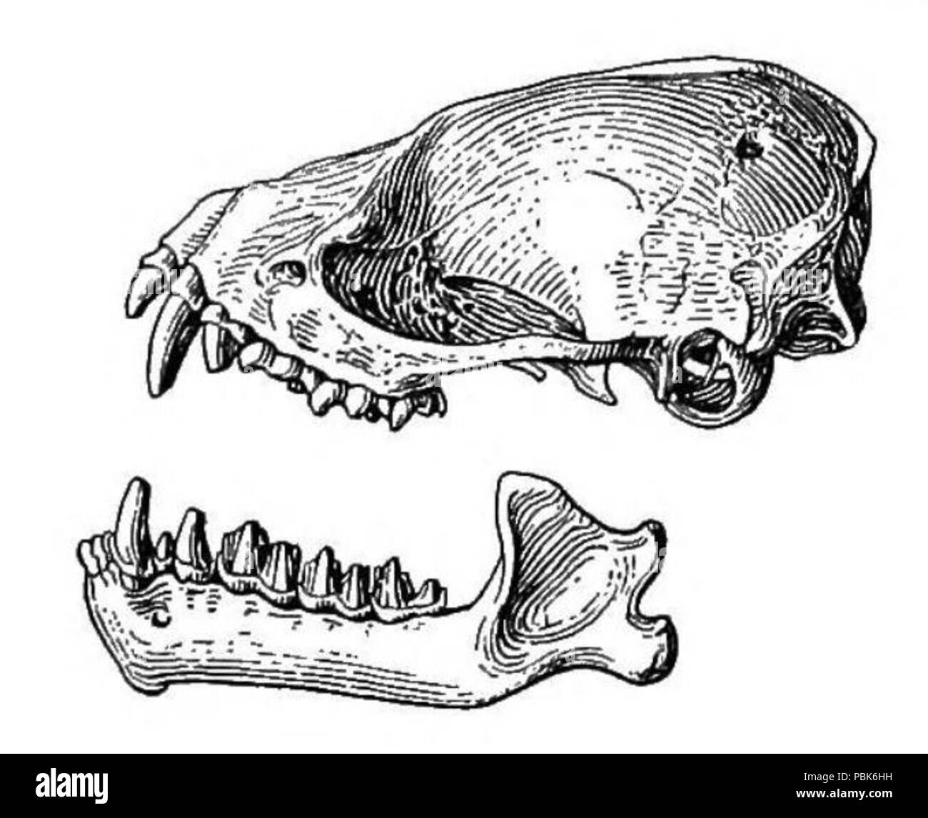 757 Hesperoptenus tickelli Schädel Stockfoto