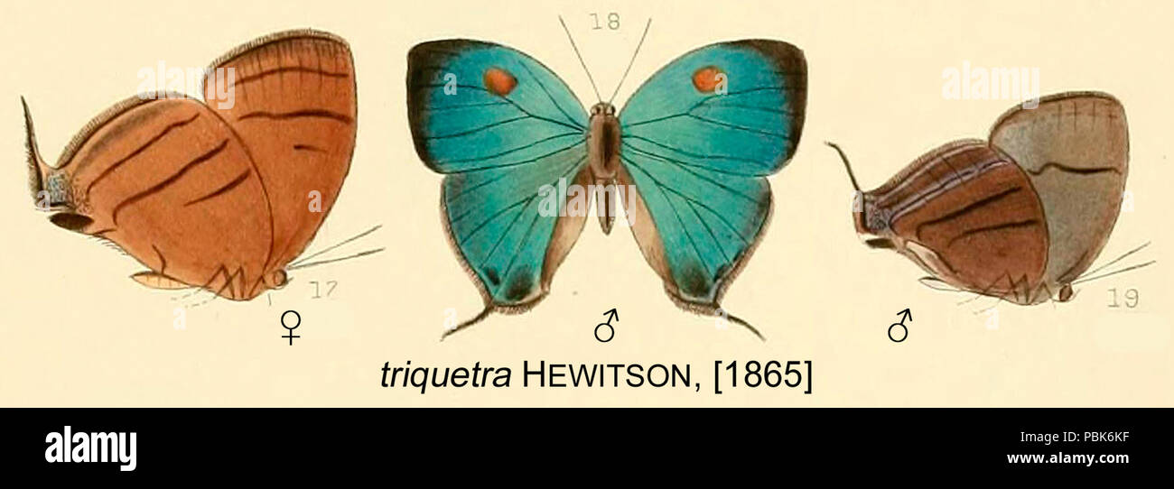 1774 TriquetraHewitson 1865 OD Stockfoto