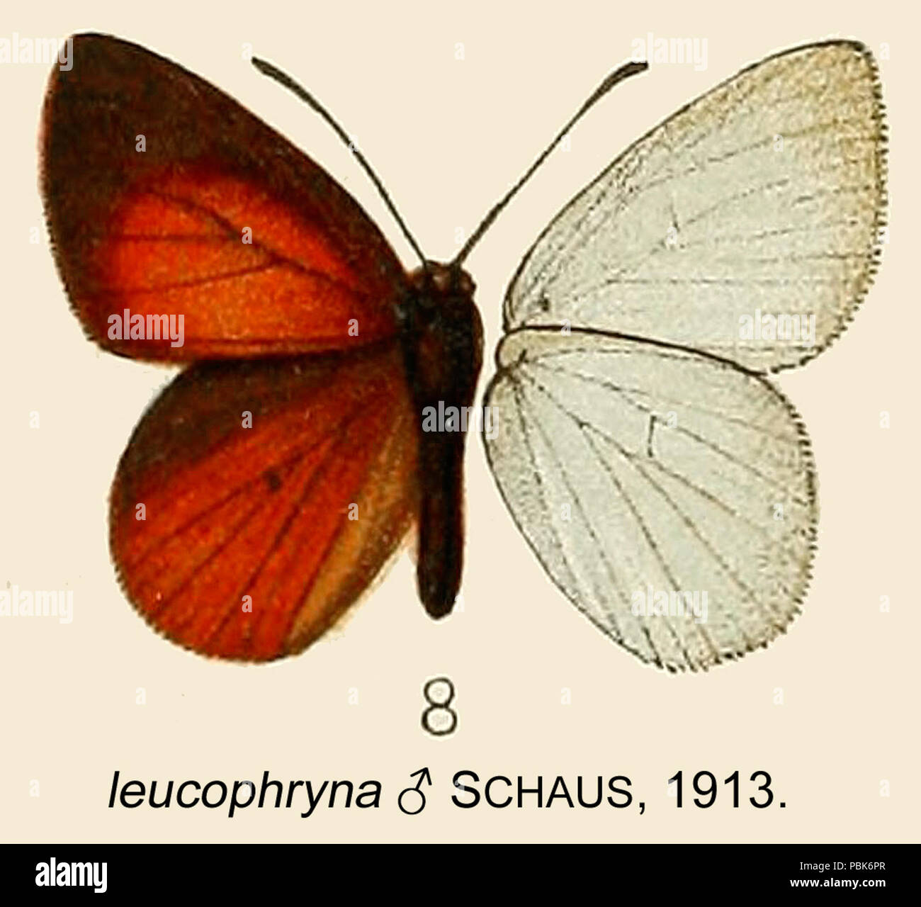 916 LeucophrynaSchaus 1913 OD Stockfoto