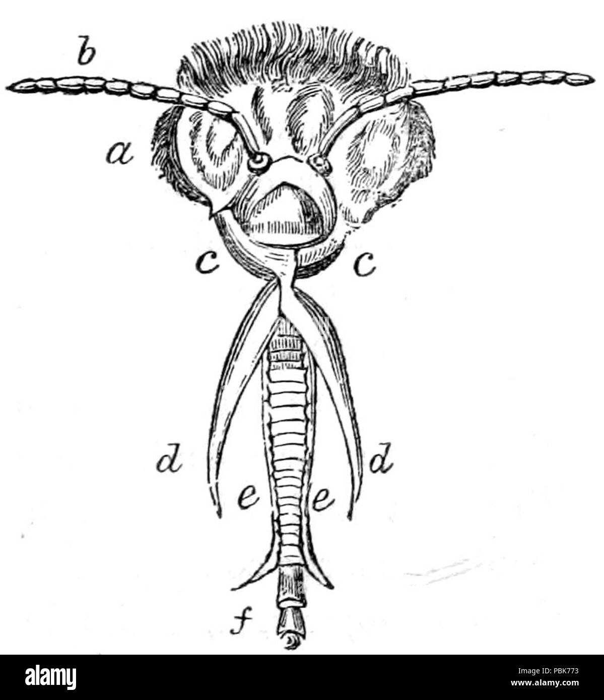 827 Bibliothek Jardine's Naturforscher Bienen. P 031 - Abb. 1. Stockfoto