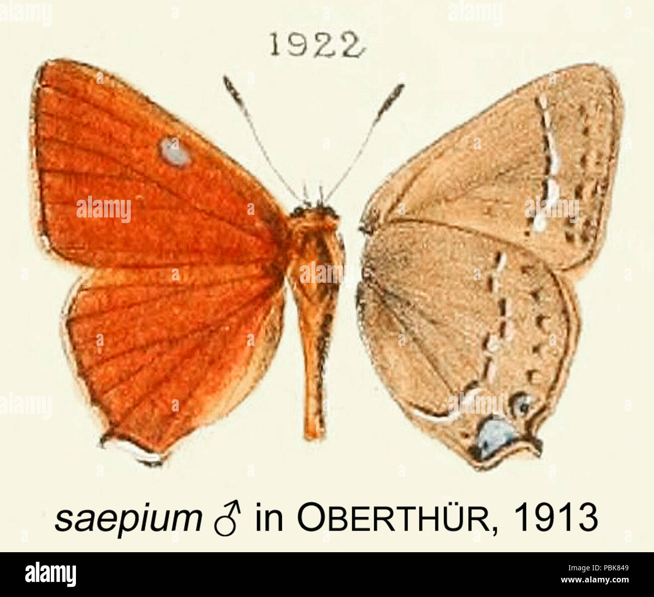 1283 Saepium inOberthur 1913 Stockfoto