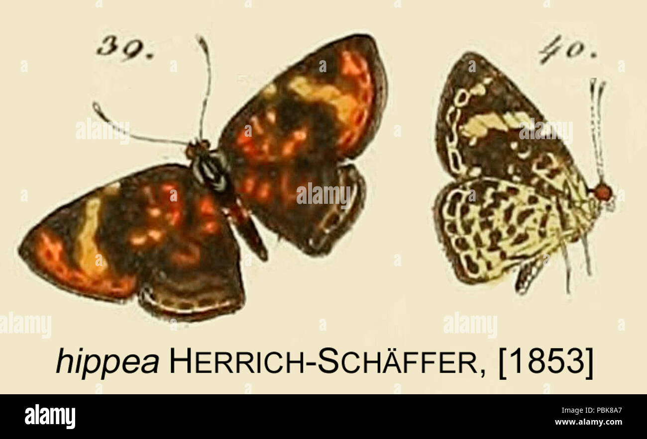 760 HippeaHerrichSchaffer 1853 OD Stockfoto
