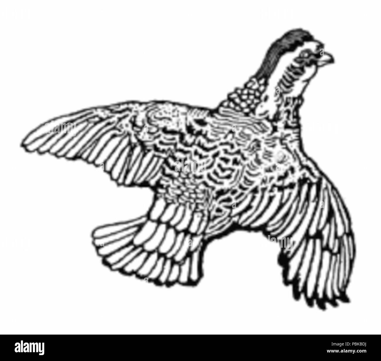 733 Grouse im Flug Stockfoto