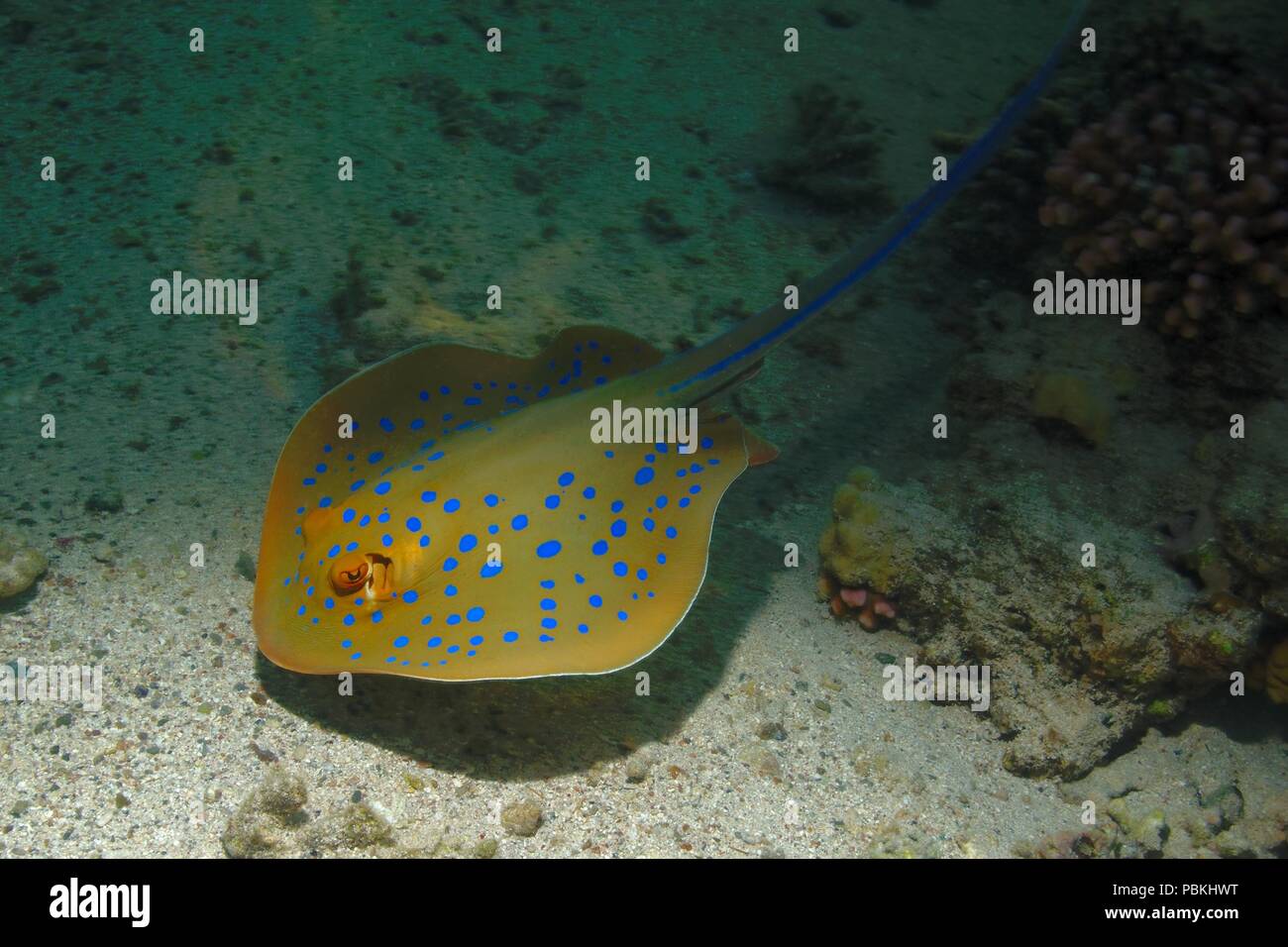 Blue-spotted ribbontail Ray, Blaupunktrochen, Blaupunkt-Stachelrochen, Taeniura lymma, Rotes Meer, Ägypten, Rotes Meer, Ägypten Stockfoto