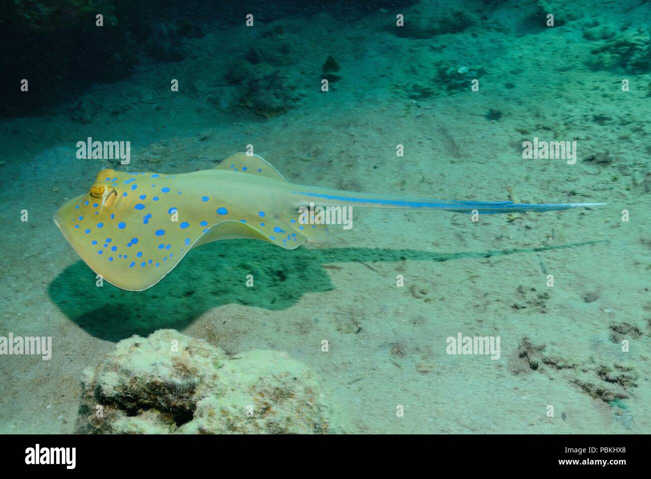 Blue-spotted ribbontail Ray, Blaupunktrochen, Blaupunkt-Stachelrochen, Taeniura lymma, Rotes Meer, Ägypten, Rotes Meer, Ägypten Stockfoto