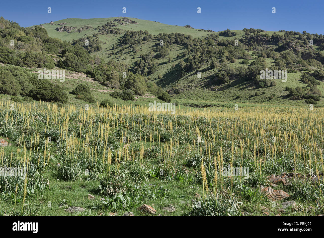 Schöne foxtail Lilien (Eremurus) auf den Höhen von Alay route, Alay, Kygyzstan Stockfoto