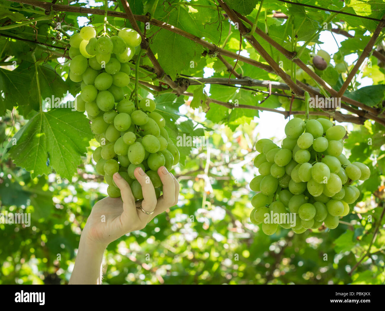 Trauben der Ernte. Bauer Hände mit schwarzen Trauben im Weinberg in Südtirol, Italien. Stockfoto