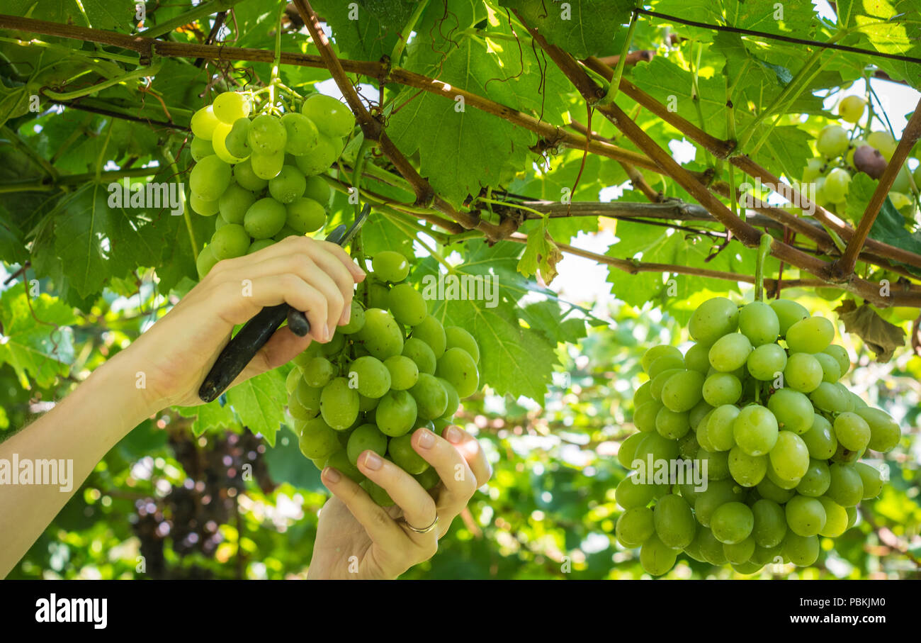 Worker's Hände Schneiden weißen Trauben von den Reben während der Weinlese im September. Trauben Ernte im italienischen Weinberg, Südtirol, Italien Stockfoto