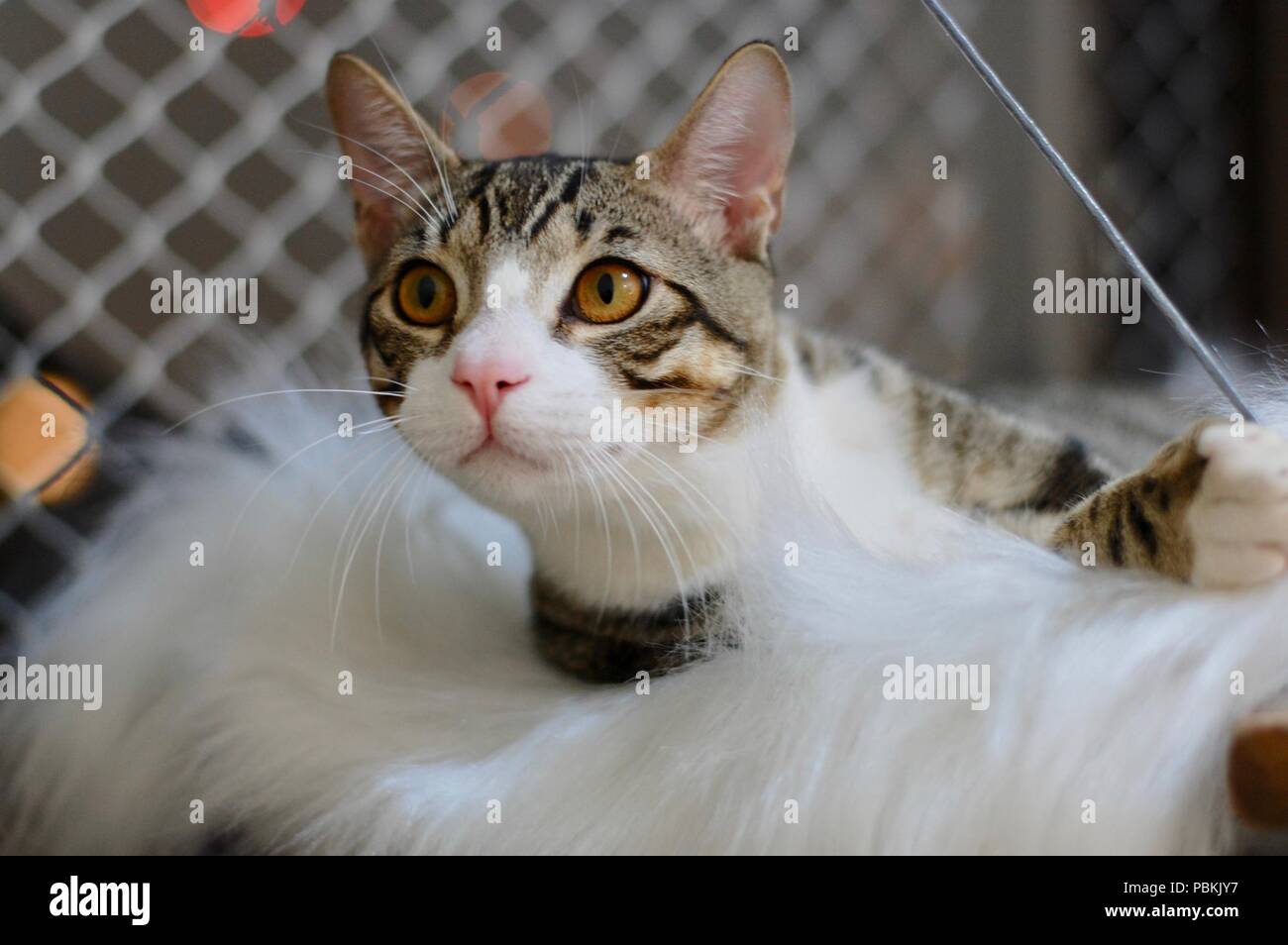 Schöne Katze zu Hause Stockfoto