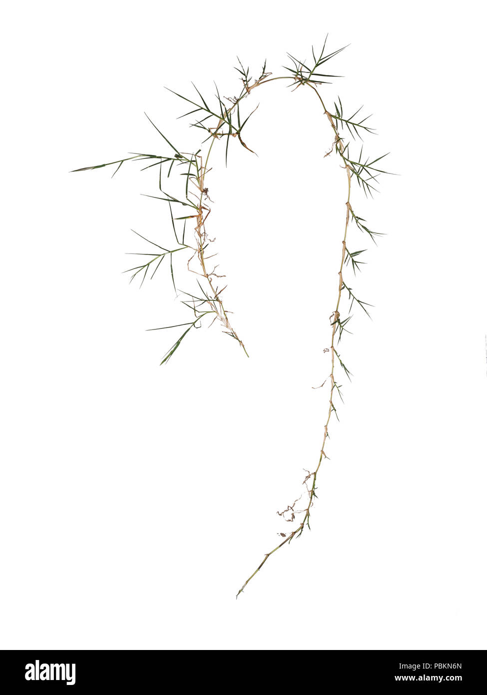 Couch aka twitch Gras Elymus repens. angriffsunkraut hasste durch Gärtner. Auf weiß isoliert. Stockfoto