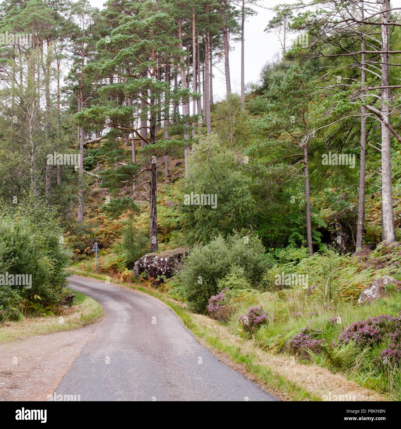 Eine schmale einspurige Fahrbahn läuft durch native Scots Pine Wald in der nähe von Torridon in der entfernten westlichen Highlands von Schottland. Stockfoto
