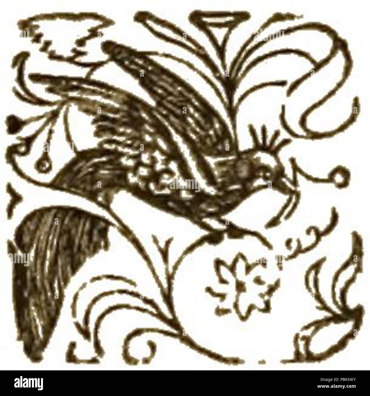 885 Sprache des Auges p059 Stockfoto