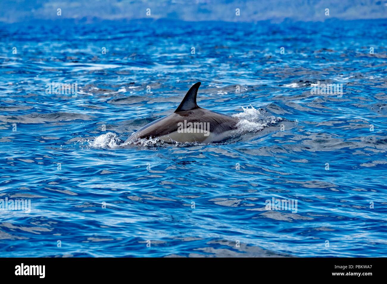 Gemeinsame Dolphin in schillerndem blau Ocean Stockfoto