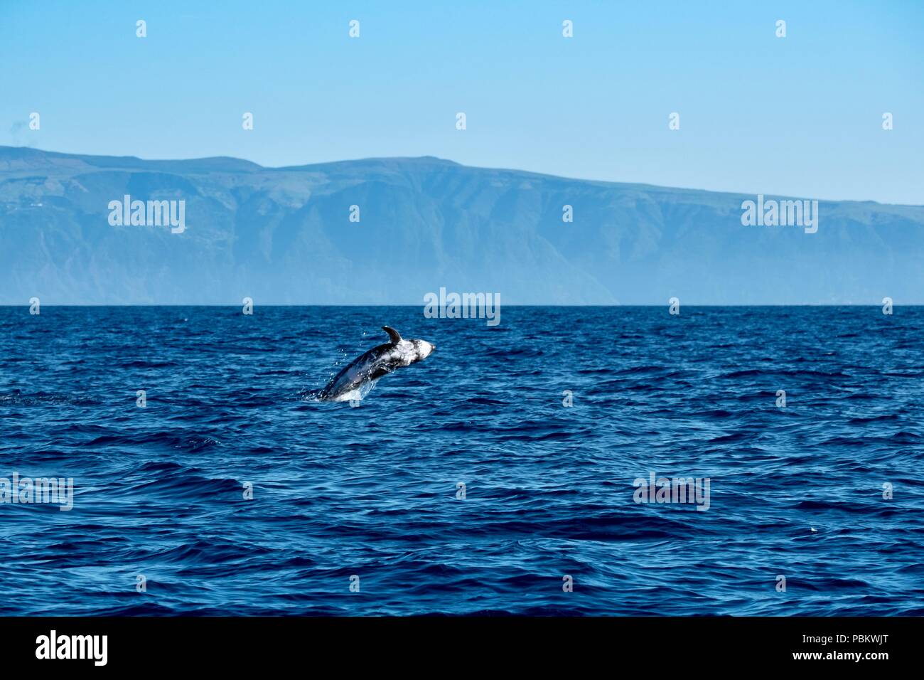 Risso's Delphine springen aus dem Wasser in der Nähe von Insel Pico Stockfoto