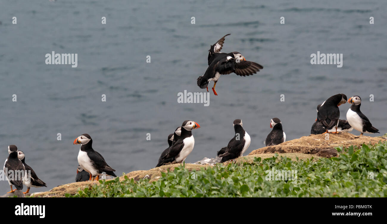 Atlantic Papageientaucher auf die Farne Islands Stockfoto