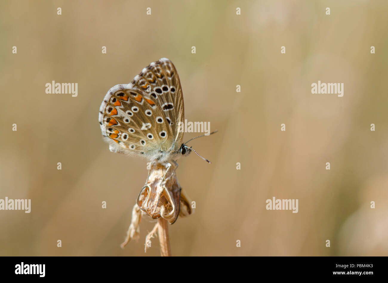 Adonis blau (Polyommatus bellargus) Schmetterling, Malaga, Spanien. Stockfoto