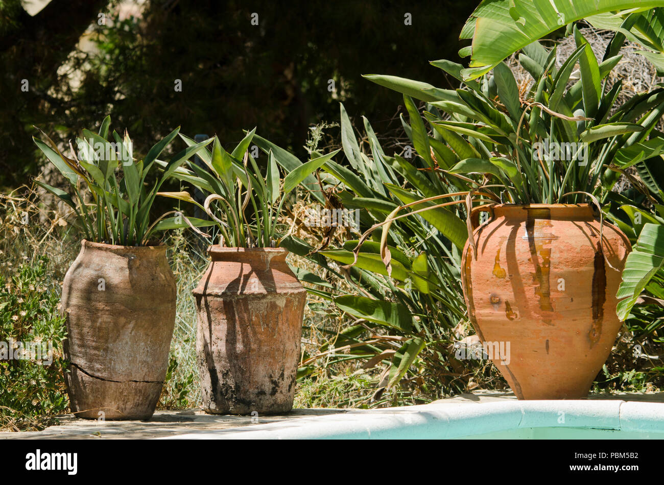 Mediterranes terrakotta Blumentöpfe mit Strelitzien, Bird Of Paradise  Pflanzen im Garten neben dem Pool, Spanien Stockfotografie - Alamy