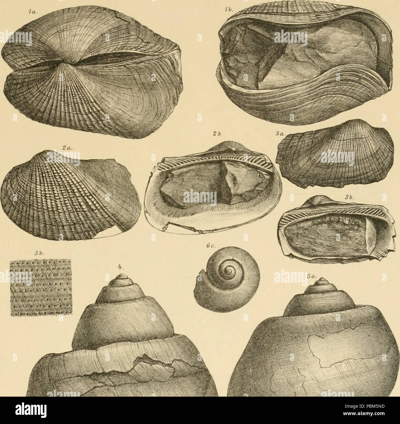795 Bild von Seite 80 der "Denkschriften der Kaiserlichen Akademie, Christian, Mathematisch-Naturwissenschaftliche Classe" (1897) Stockfoto