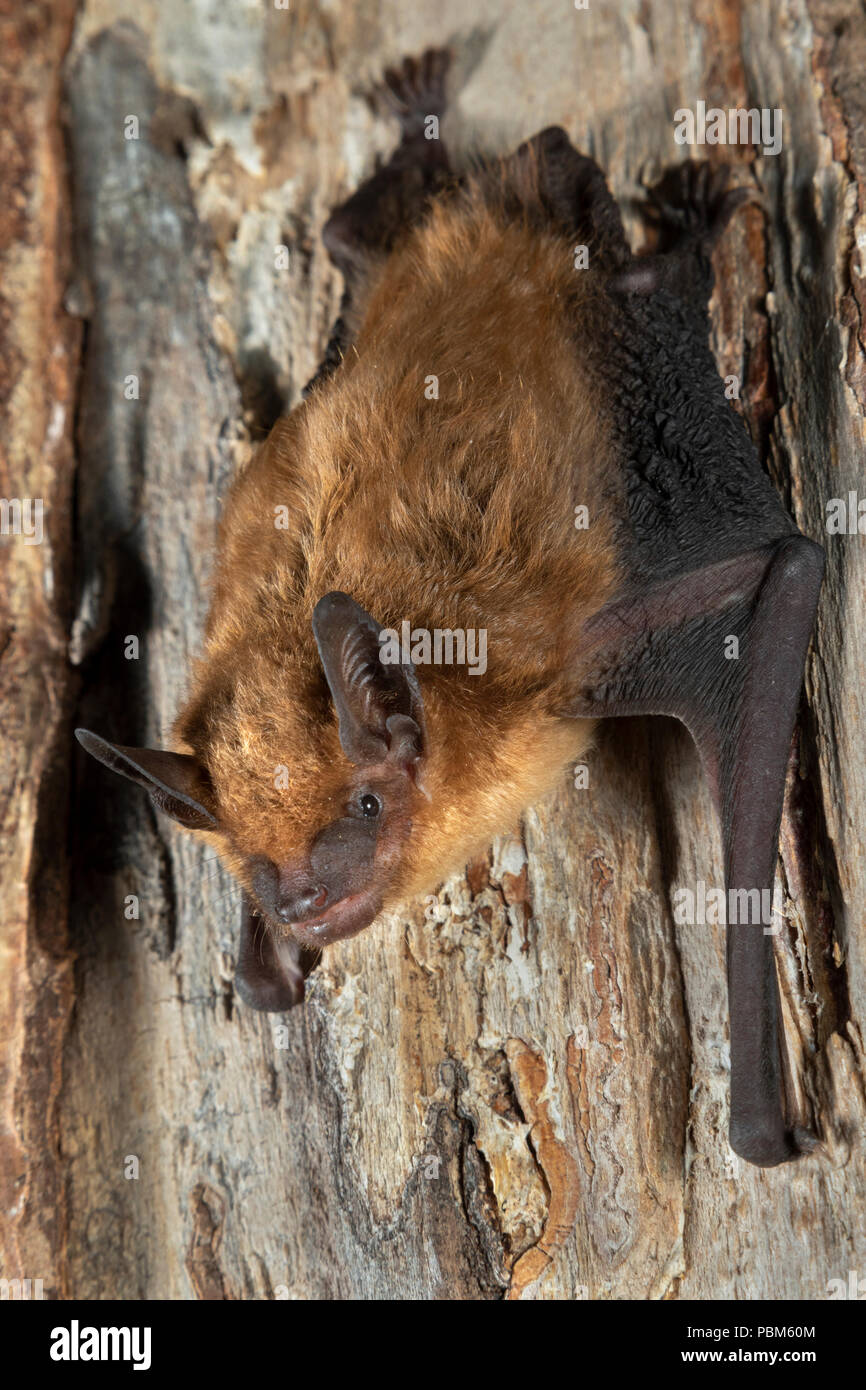 Große braune Fledermaus (Eptesicus Fuscus), Iowa, USA Stockfoto