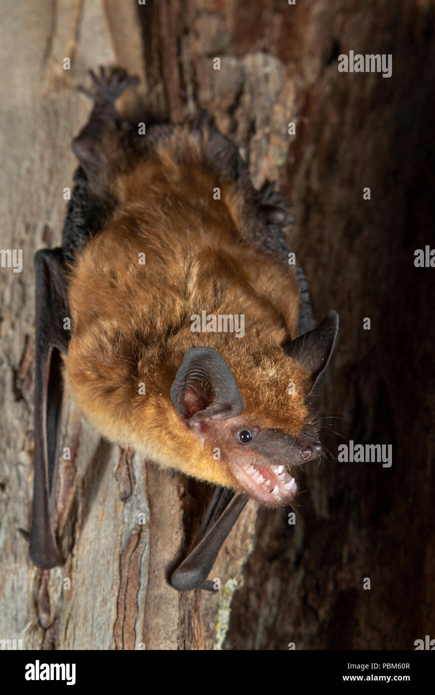 Große braune Fledermaus (Eptesicus Fuscus), Iowa, USA Stockfoto