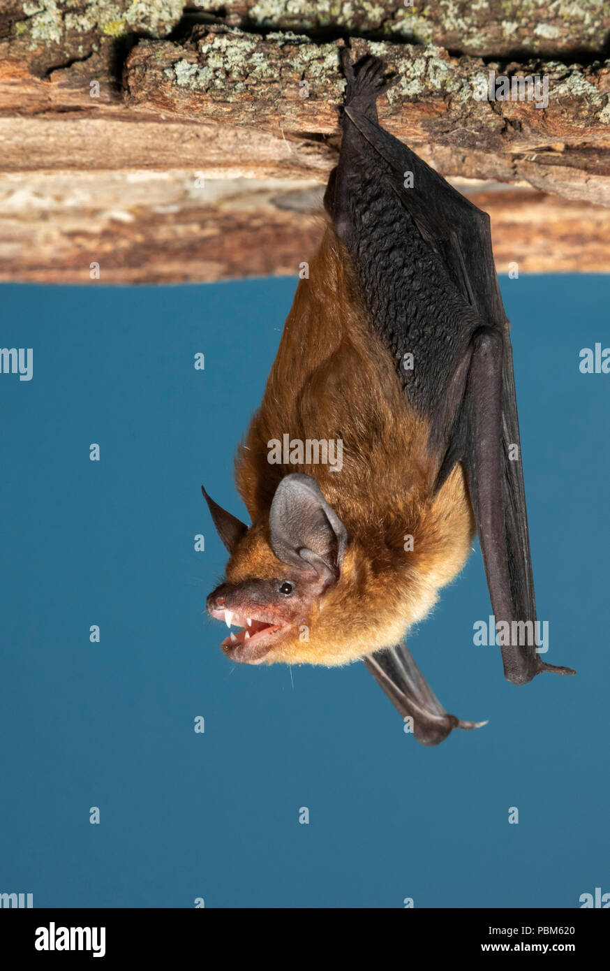 Große braune Fledermaus (Eptesicus fuscus) bereit, Iowa, USA Stockfoto