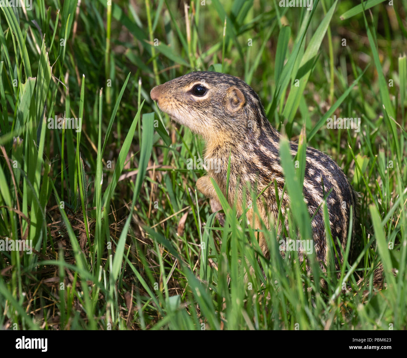 13 gesäumten Erdhörnchen (Ictidomys tridecemlineatus) in Prairie, Iowa, USA Stockfoto