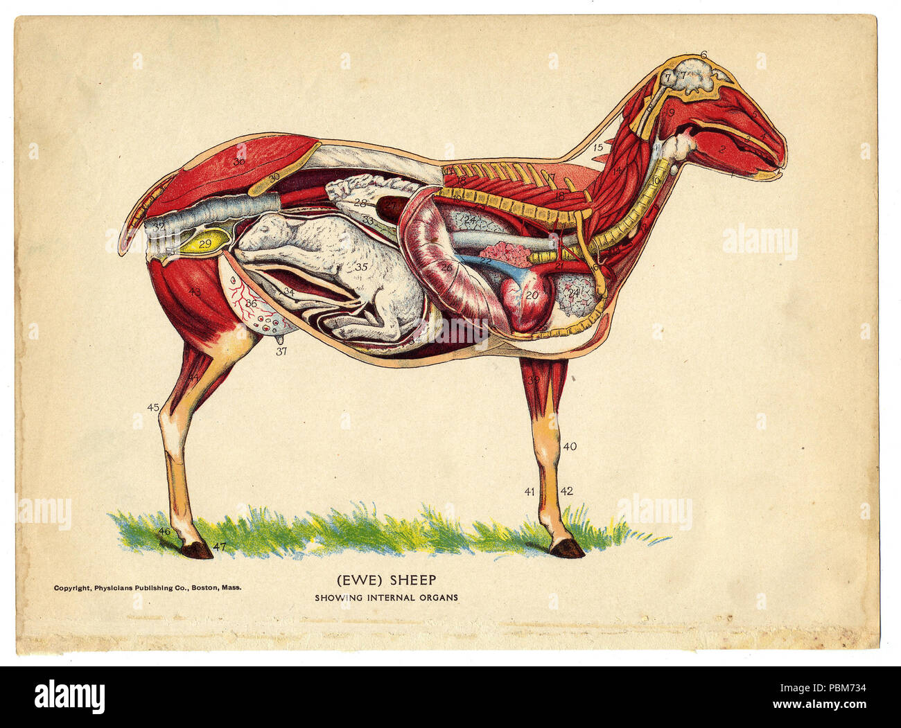 805 Innenraum eines Schafe aus dem Haushalt Arzt, 1905 (14147283520) Stockfoto