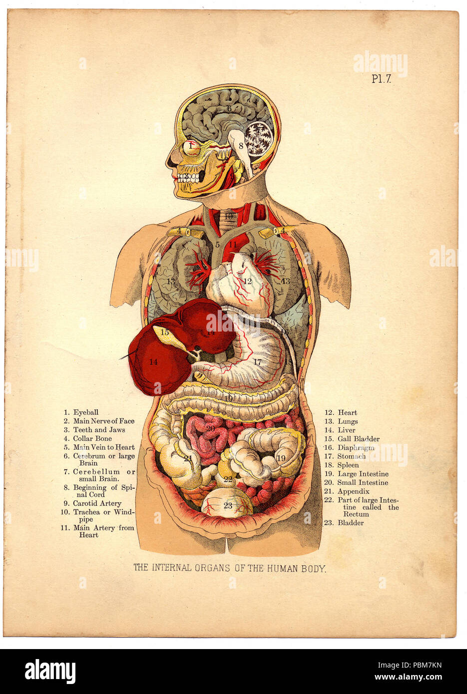 809 interne Organe des menschlichen Körpers aus dem Haushalt Arzt, 1905 (6404030777) Stockfoto