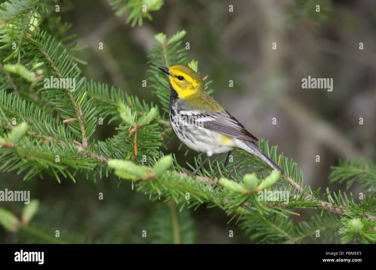 Black-throated Green Warbler 23. Mai 2012 in der Nähe von Acadia National Park in Maine, Canon 50D, 400 5.6L Stockfoto