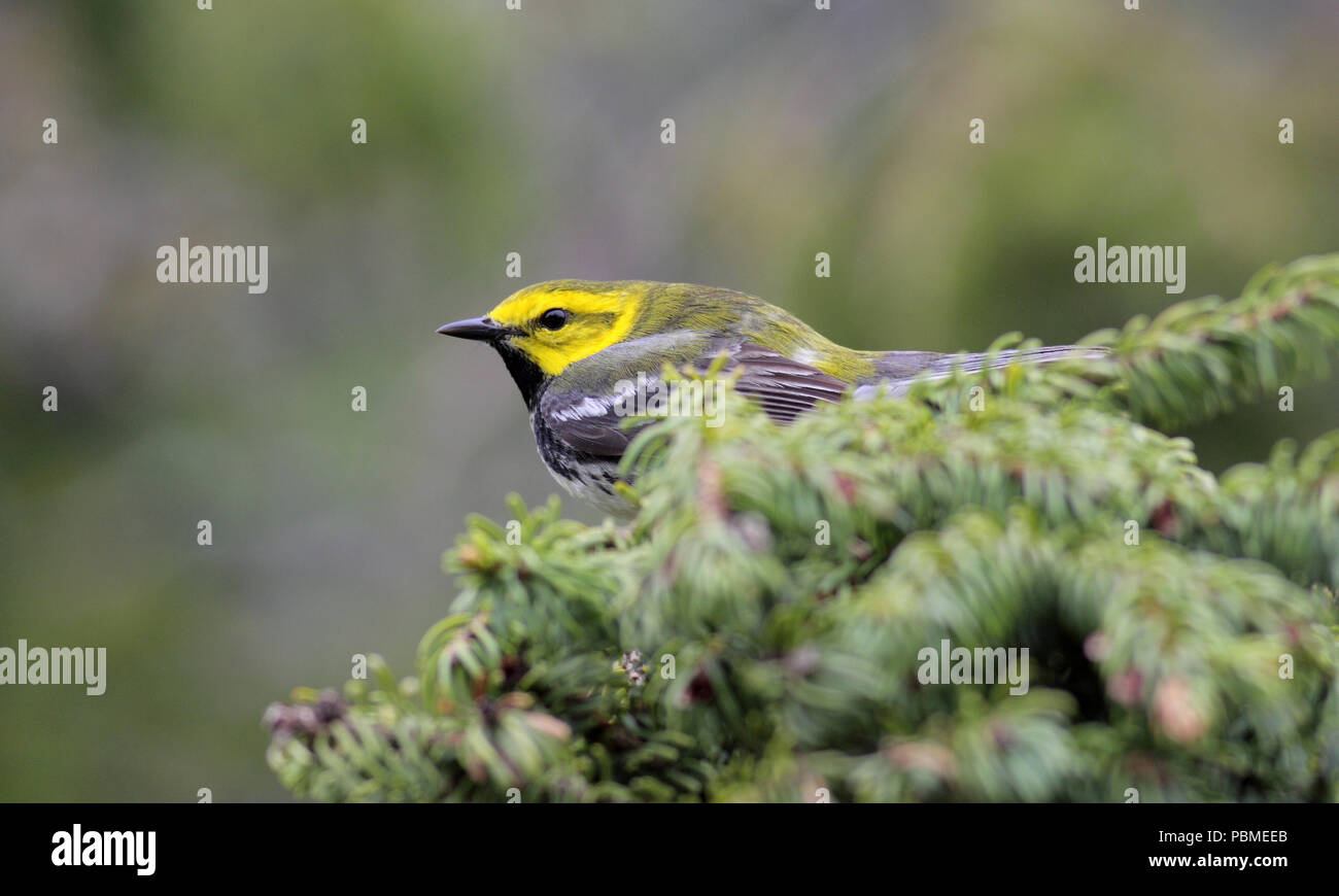 Black-throated Green Warbler Mai 25th, 2012 in der Nähe von Acadia National Park in Maine, Canon 50D, 400 5.6L Stockfoto
