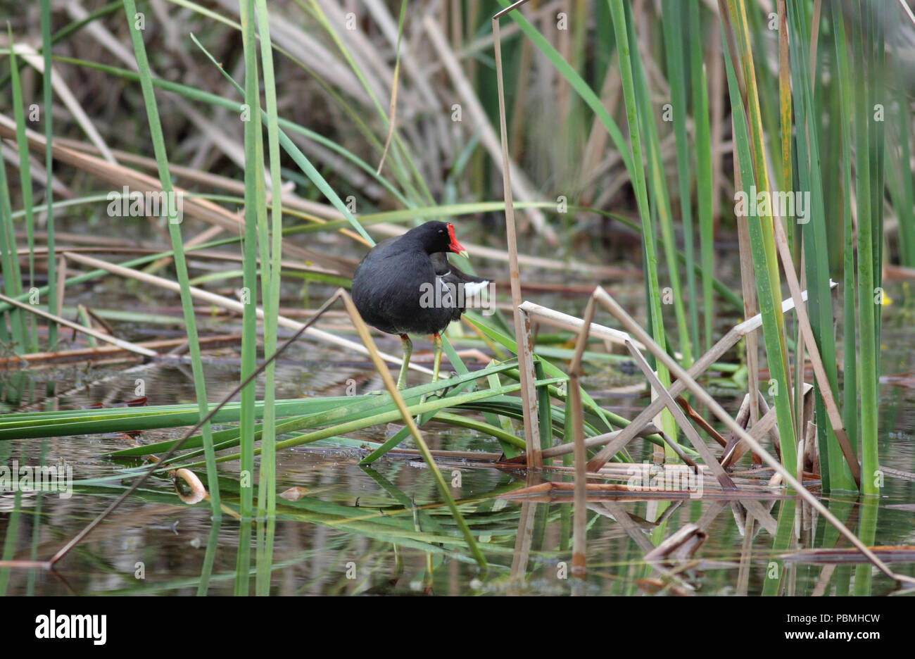 Gemeinsame Sumpfhuhn Oktober 12th, 2012 Big Cypress National Preserve, Florida Stockfoto