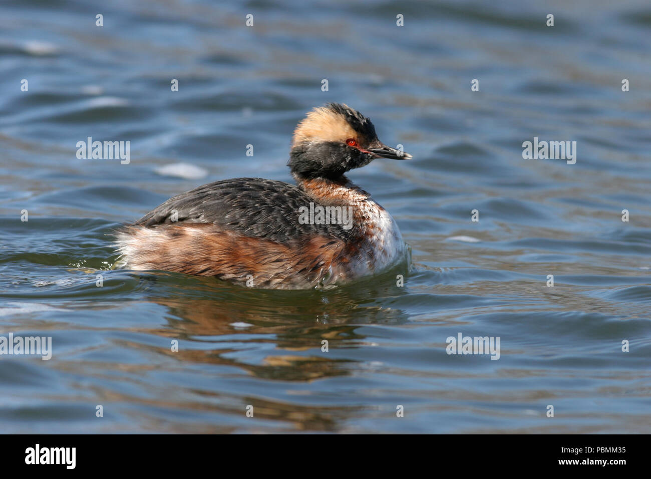 Horned Grebe (Podiceps auritus) April 8th, 2007 Wall See, Minnehaha County, South Dakota Stockfoto