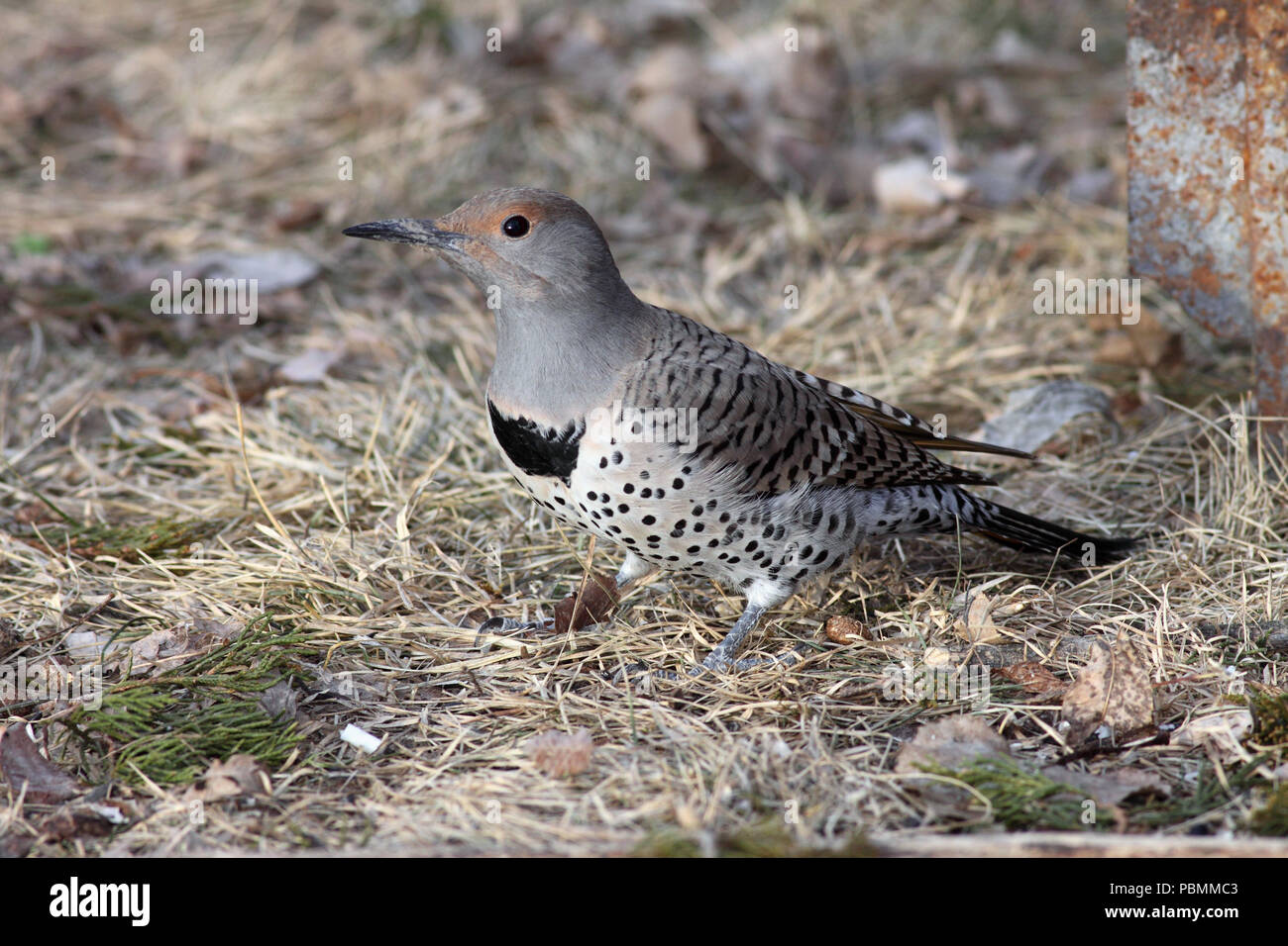 Northern Flicker (Colaptes auratus) Februar 16th, 2009 Bauernhof Insel in der Nähe von Pierre, South Dakota Stockfoto