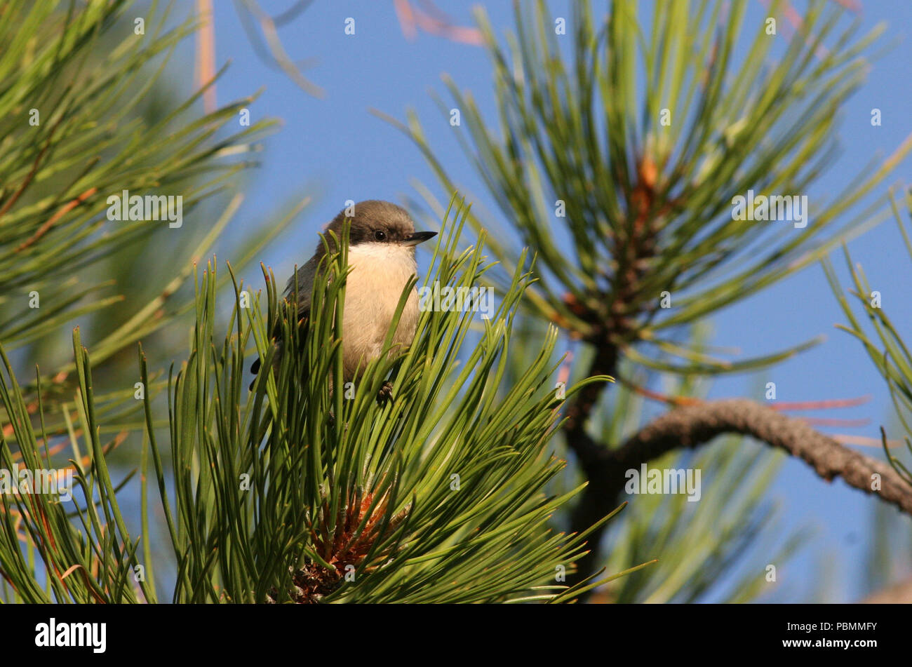 Pygmy Kleiber - in der Nähe der Greer, Arizona - 9. September 2006 Stockfoto