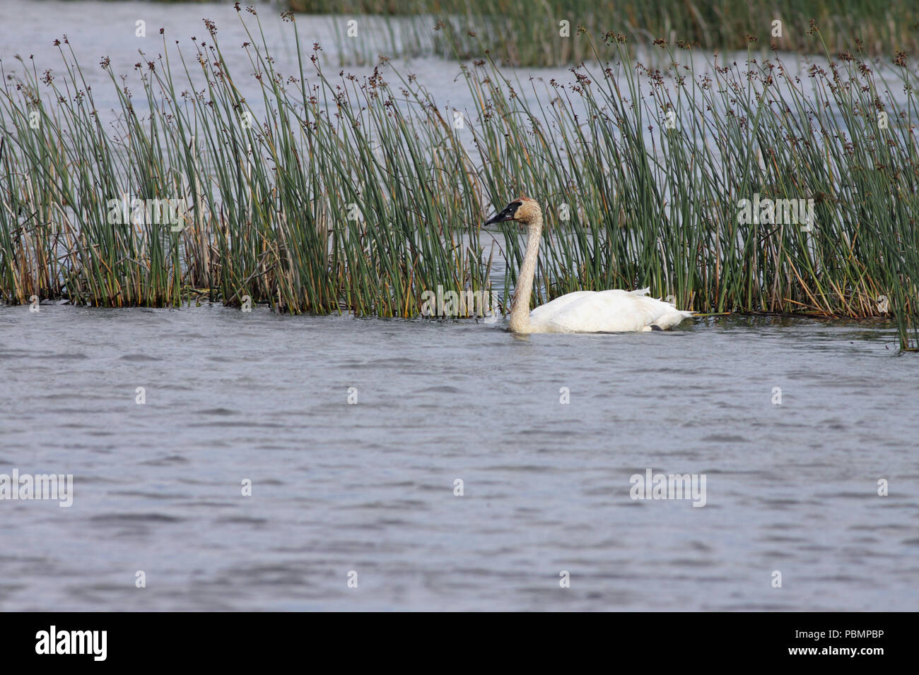 Trumpeter Swan August 10th, 2010 Potter Marsh, in der Nähe von Anchorage, Alaska Stockfoto