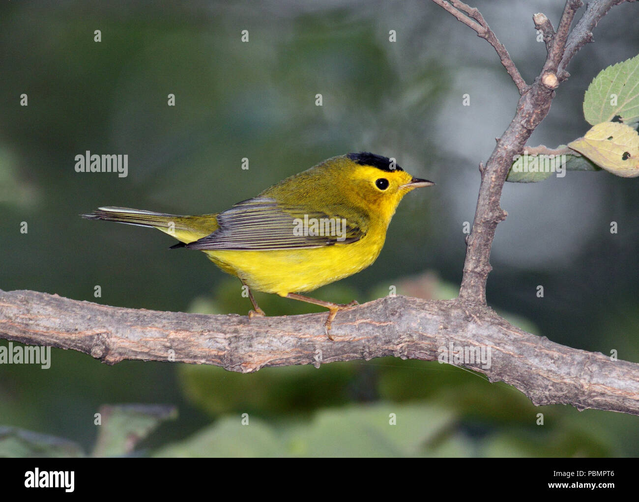 Wilson's Warbler September 2nd, 2012 Graben Straße, Minnehaha County, South Dakota Stockfoto