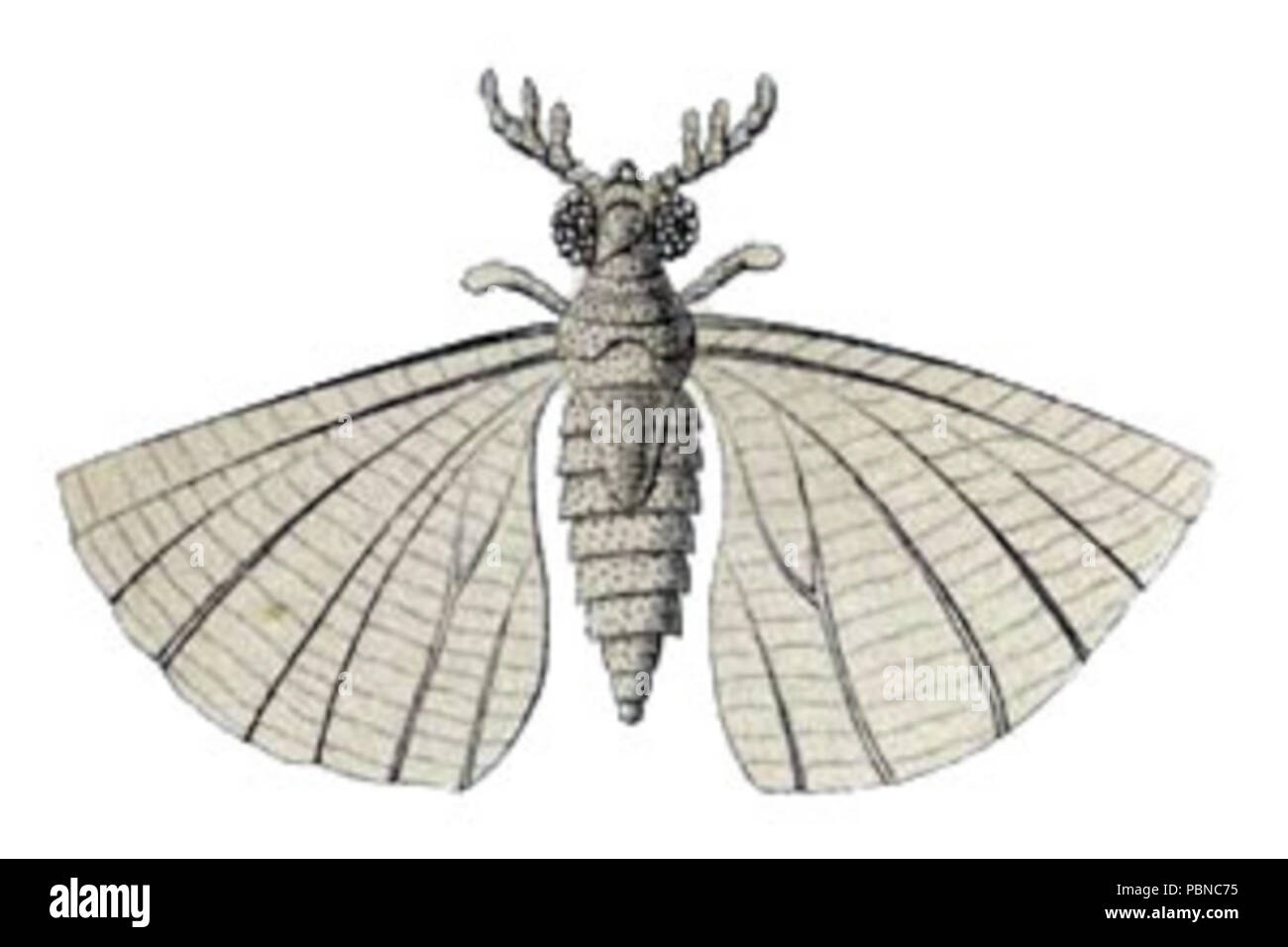 1015 Mengea tertiaria Stockfoto