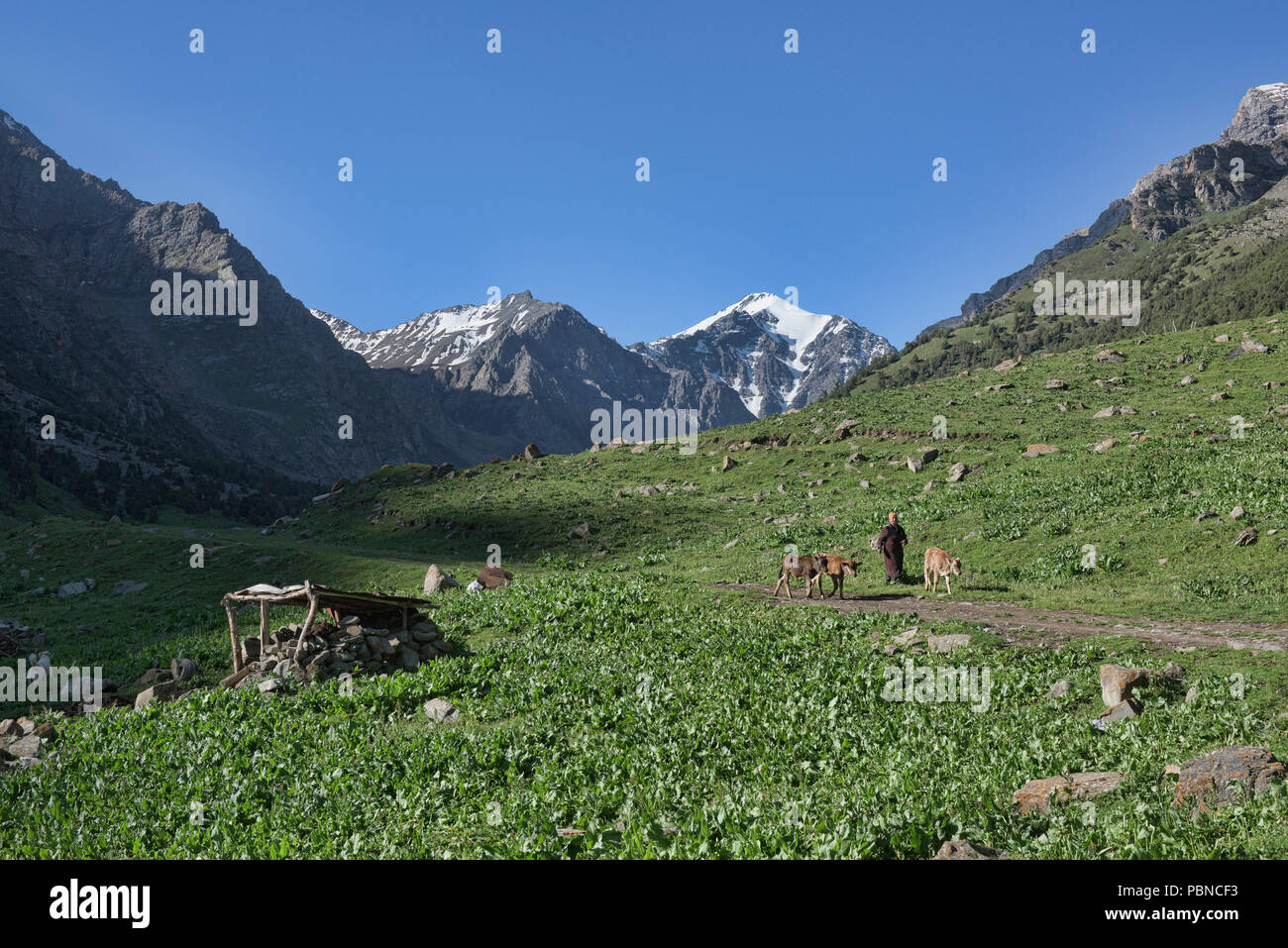 Nomadisches leben entlang der malerischen Höhen von Alay route, Alay, Kirgisistan Stockfoto
